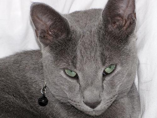 grey cat breeds