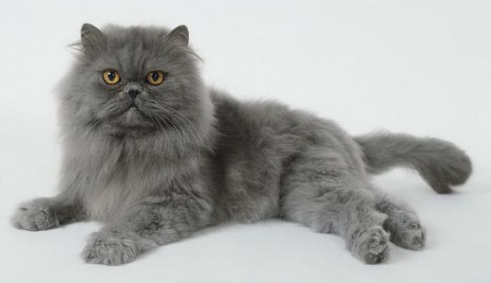 what is the name of the gray cat breed
