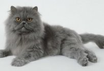 ¿Cuáles son las razas de gatos grises?