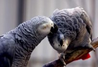 Afrikanische Papageien Jaco