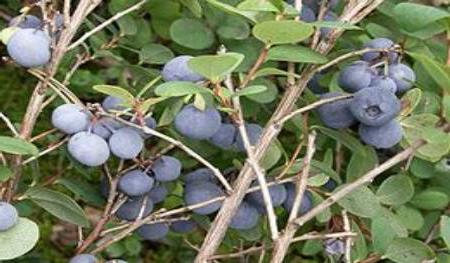 uva-do-monte um jardim melhores variedades para a Síria