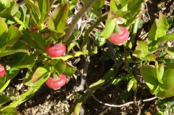 uva-do-monte um jardim de variedades para a Síria baixo
