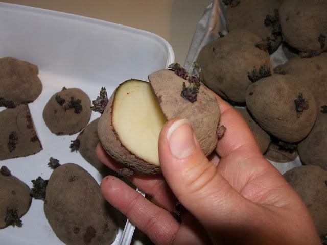 准备的土壤种植土豆