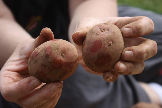 przygotowanie ziemi do sadzenia ziemniaków