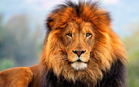 o nome de leão, origem e valor