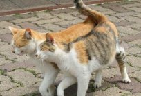 Кот хоча котку: як супакоіць і якія сродкі ўжываць?