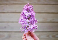 Oil lilac is a remarkable therapeutic drug