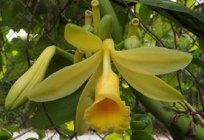 Рід багаторічних трав'янистих тропічних рослин Cymbopogon та інші