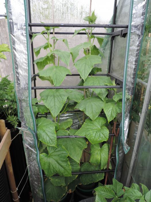  Handy greenhouse for cucumbers with your hands