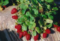Erdbeere Albion. Beschreibung und Charakteristik, Pflanzung und Pflege