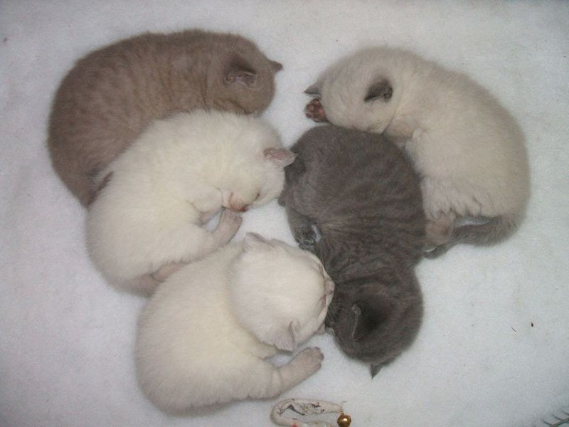 Neugeborene Kätzchen. Pflege