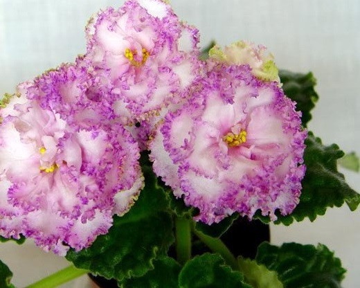 Fairy violet flower