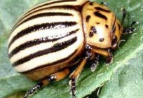Colorado potato beetle, fighting with him about the life of a gardener