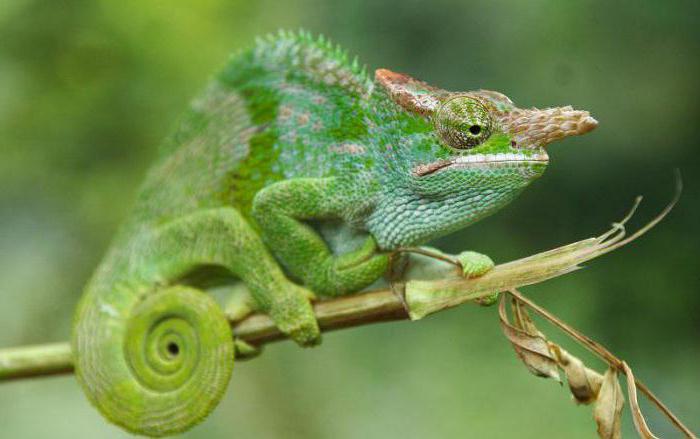 live chameleons in nature