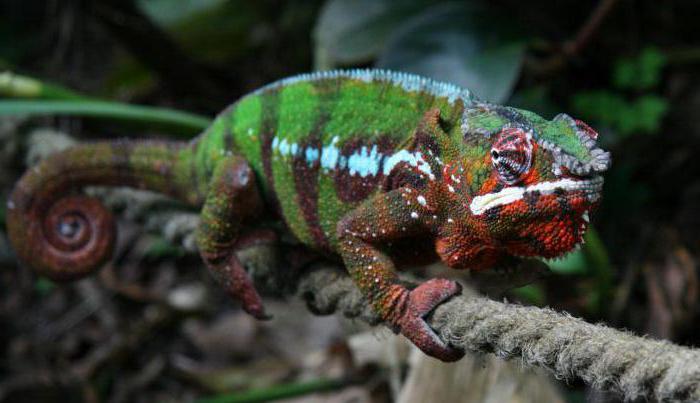where chameleons live in what country