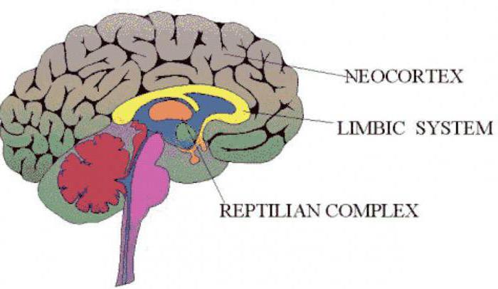 рухальная зона кары галаўнога мозгу размешчана ў