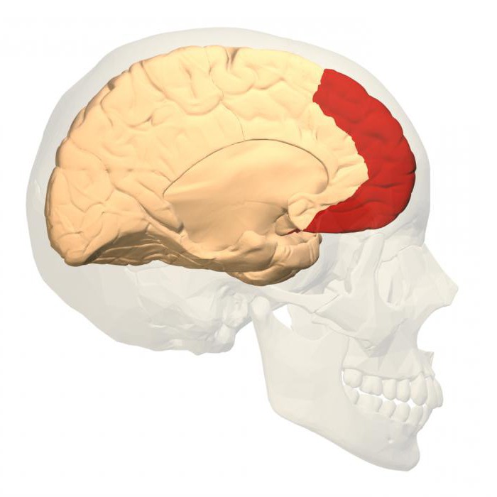 la corteza cerebral de la zona de la corteza cerebral