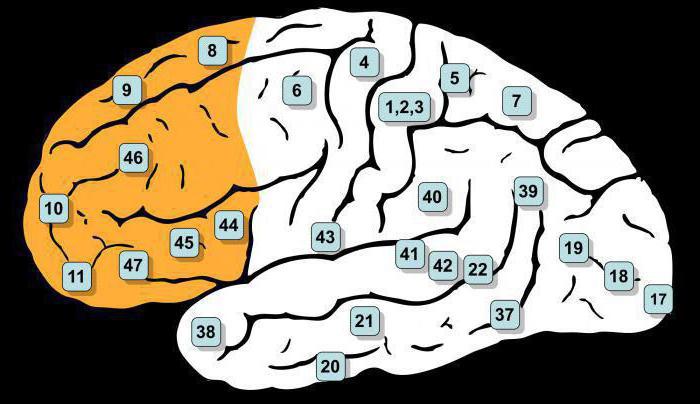 مناطق القشرة الدماغية