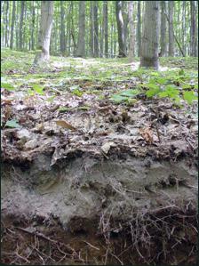 gray-florestal do solo característica