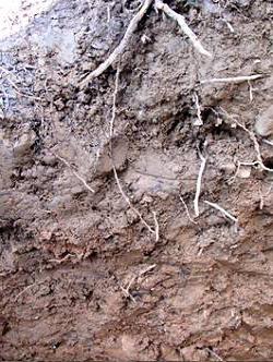 characteristics of grey forest soil