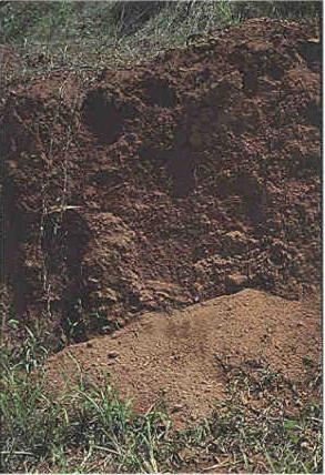 grey forest soils are formed under