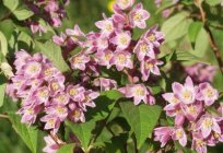 Compendium (shrub): a charming ornamental plant in your country