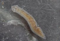 Planaria in the aquarium: how to get rid of? Step by step instructions