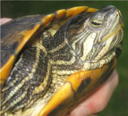 maksymalny rozmiar красноухой żółwia