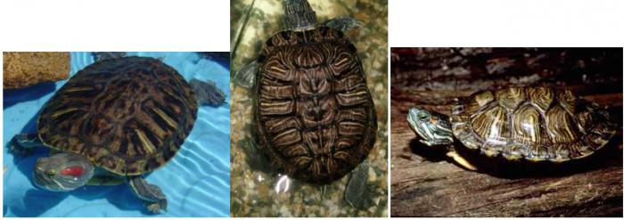 червоновуха черепаха розмір