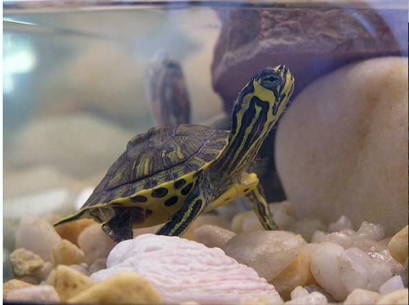 kırmızı kulaklı kaymak kaplumbağa için akvaryum ölçüleri
