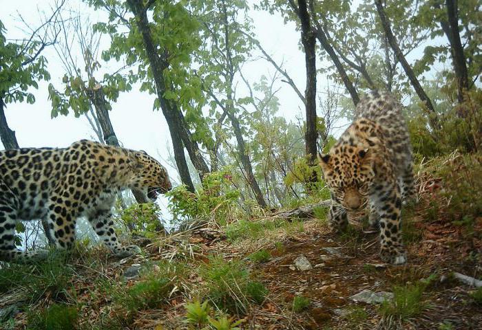 "land of the leopard" national Park