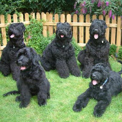 black russian terrier Feature