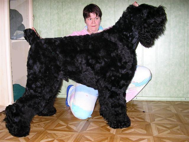Black russian terrier care