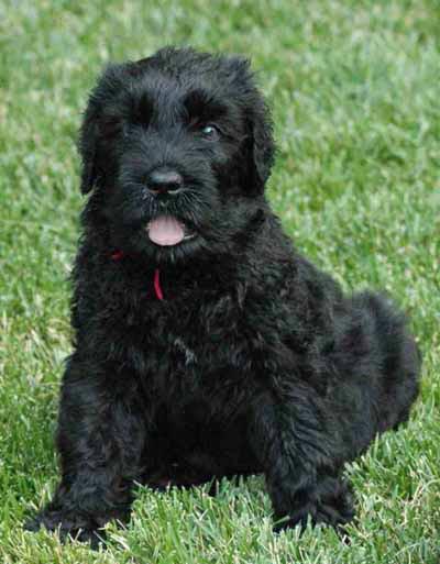 Russian black terrier breed description