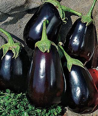 Eggplant black beauty
