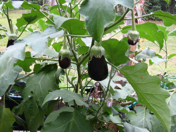 Eggplant black beauty reviews