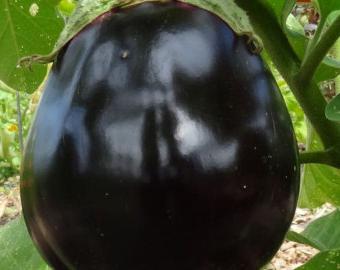 Siyah patlıcan