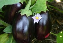 Eggplant 