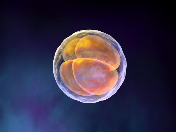 параўнальная эмбриология