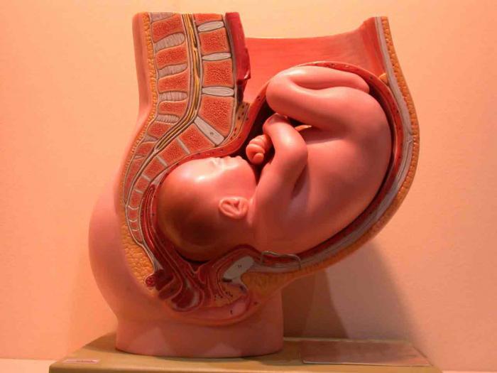 was bedeutet Embryologie