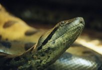 Então, se é perigosa cobra anaconda?