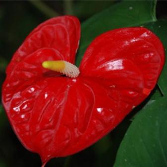 квітка антуріум червоний
