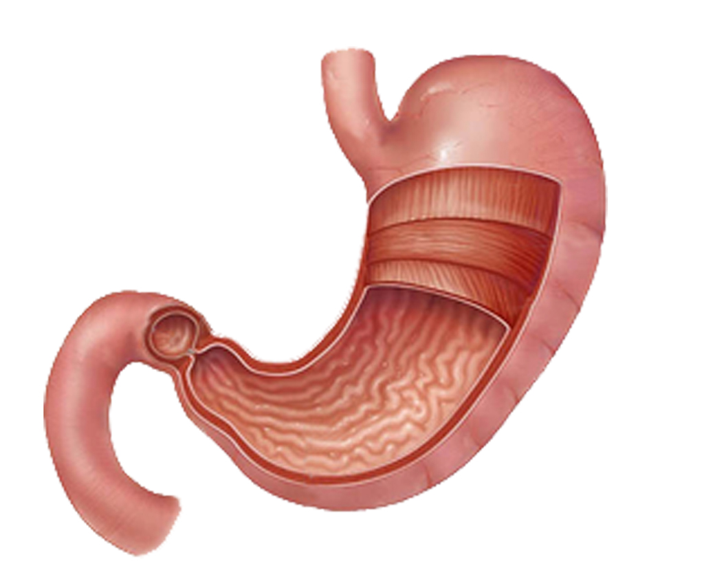 stomach gastritis