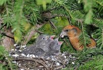 And you know why crossbills hatching in the winter?