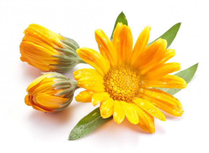 medicinal properties of marigolds