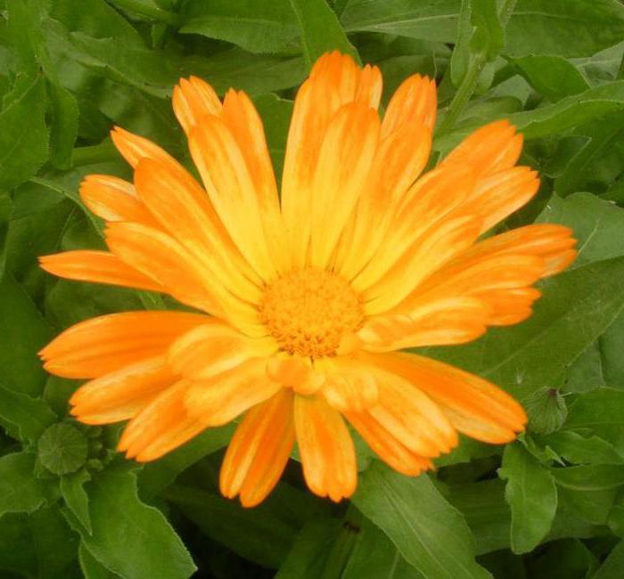 薬用植物marigolds
