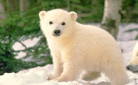 ciekawe fakty z życia niedźwiedzi polarnych