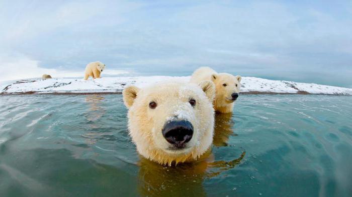 ciekawe fakty o białym niedźwiedziu w arktyce