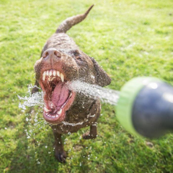 o cão bebe muita água causa
