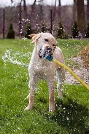 um cão muito bebe água causa